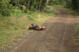 Yala National Park